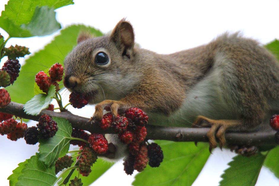 mulberry and squirrel how to grow mulberry tree