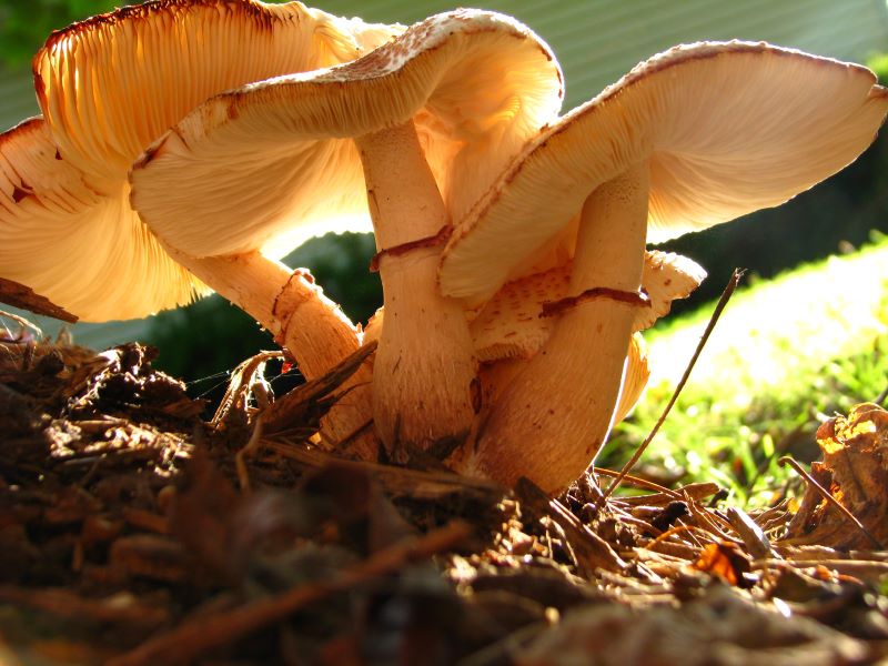 mushrooms in the garden good or bad