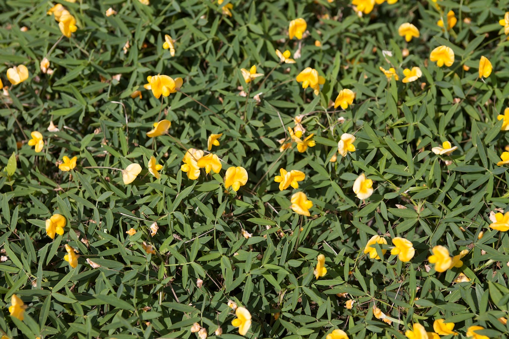 florida ground cover with yellow flowers