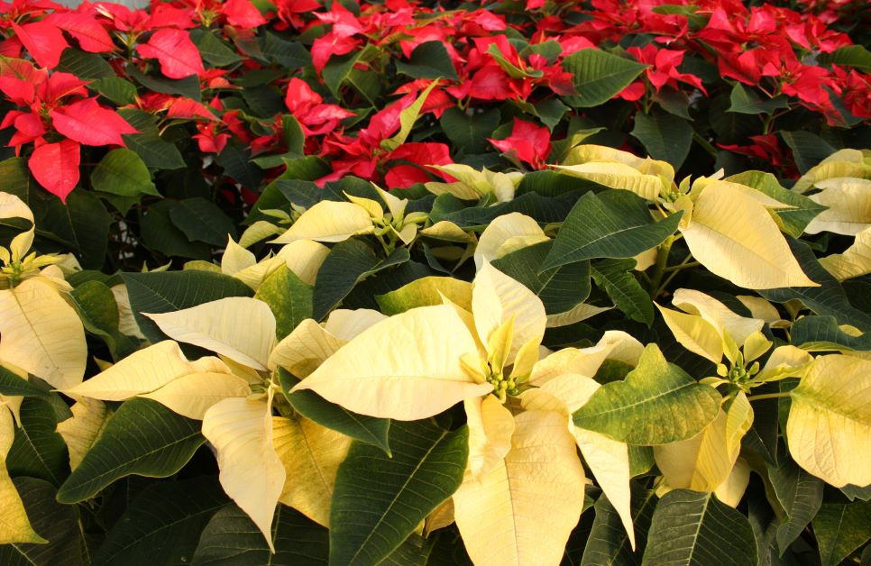 how to keep poinsettia alive