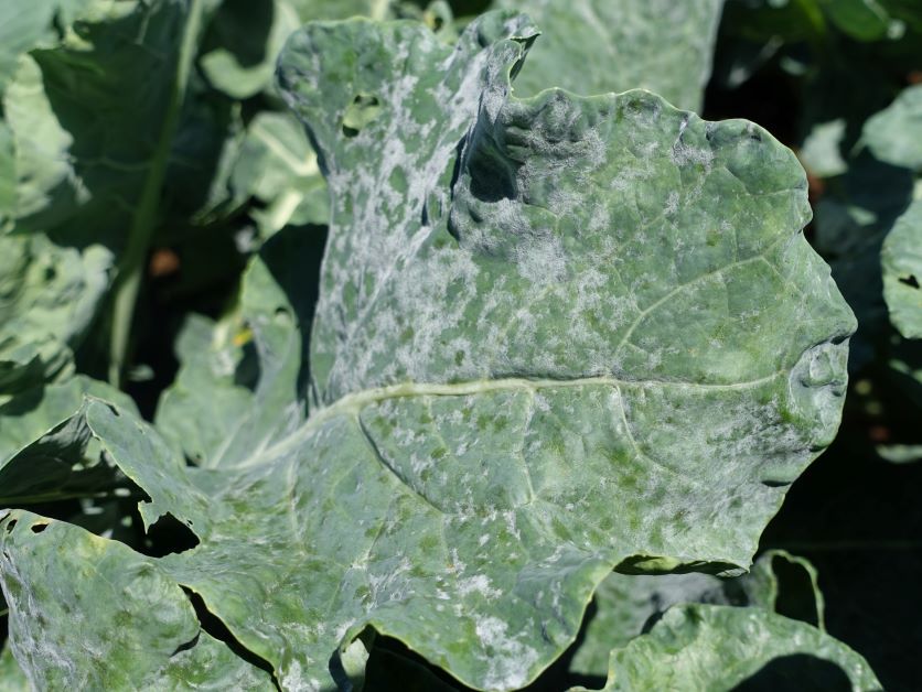 powdery mildew on gai lan