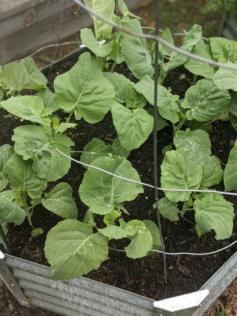 can you grow gai lan in a raised bed