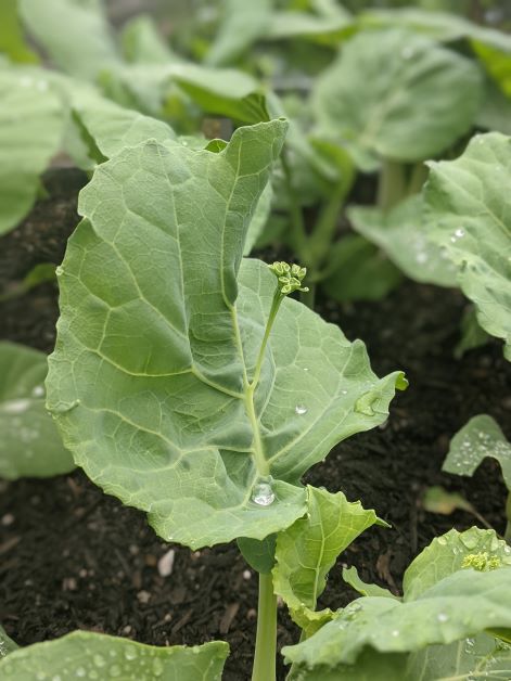 how to grow chinese brocolli