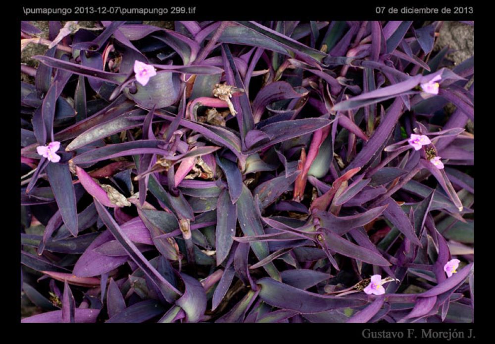 purple queen plant