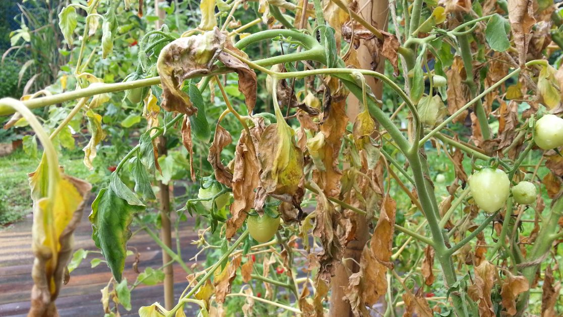 tomato plant with root rot