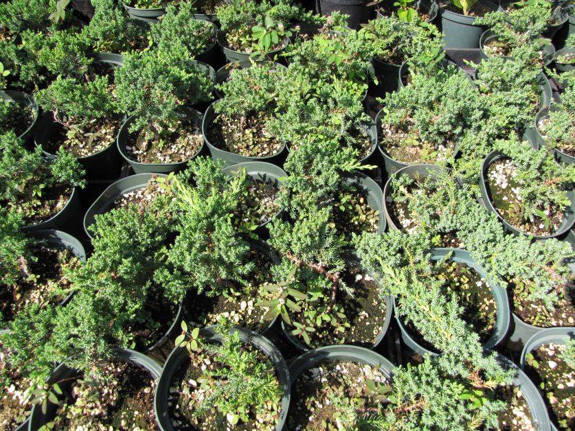 shore juniper as groundcover