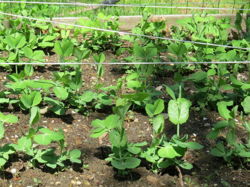 do snow peas grow in florida