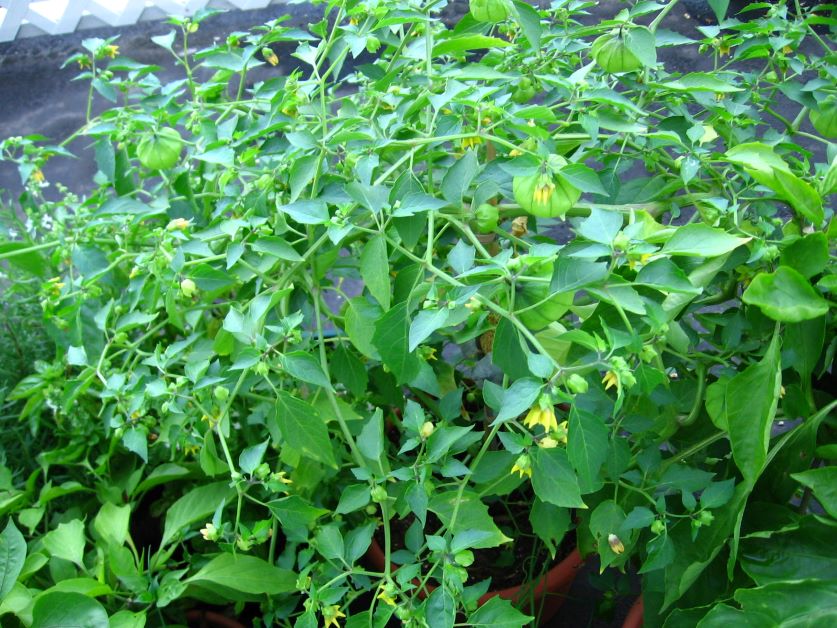 tomatillo plant