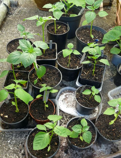 tomatillo seedlings in starter cups