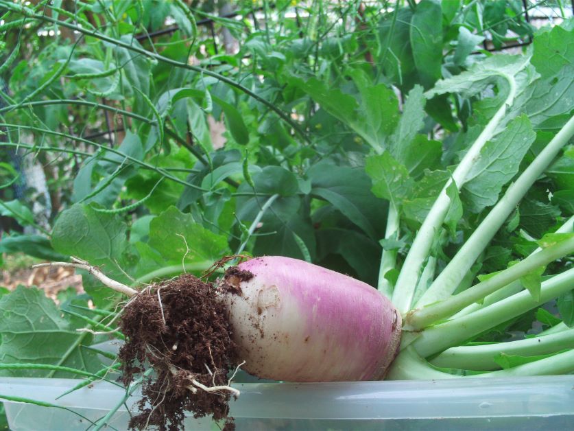 do turnips grow in florida