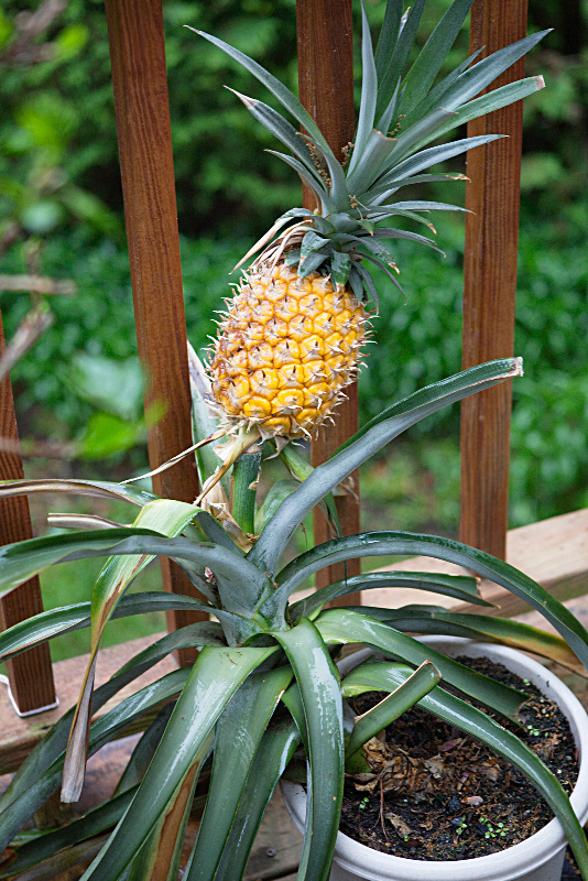 pineapple in a pot