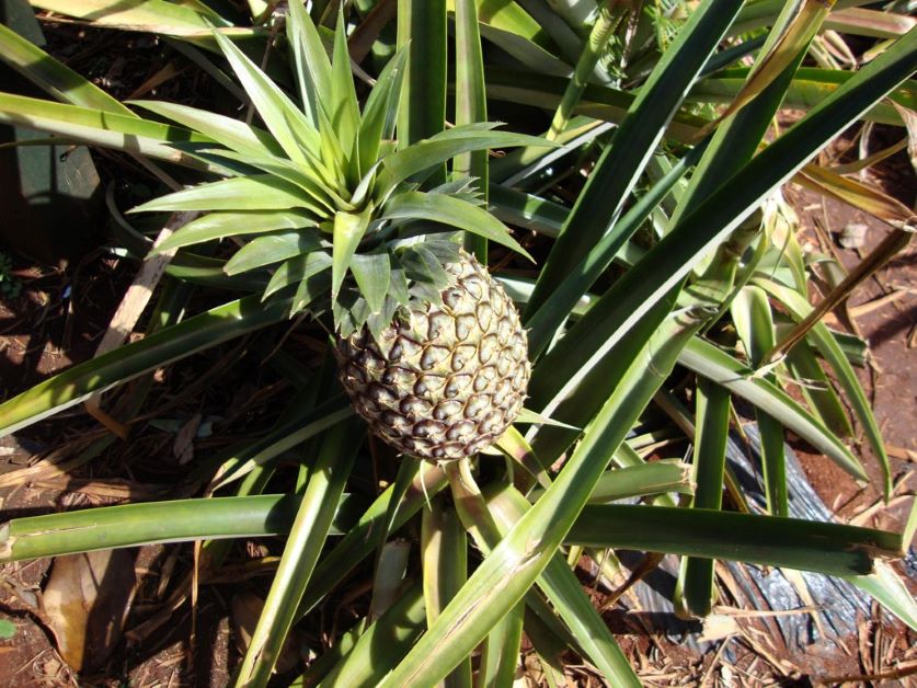 how to grow pineapple at home