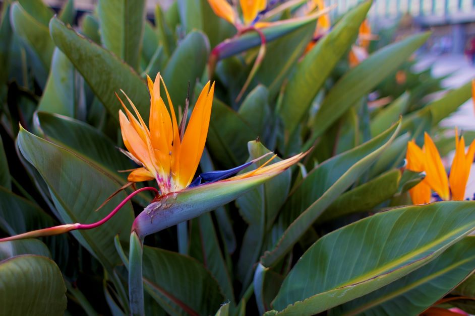 is bird of paradise poisonous for dogs