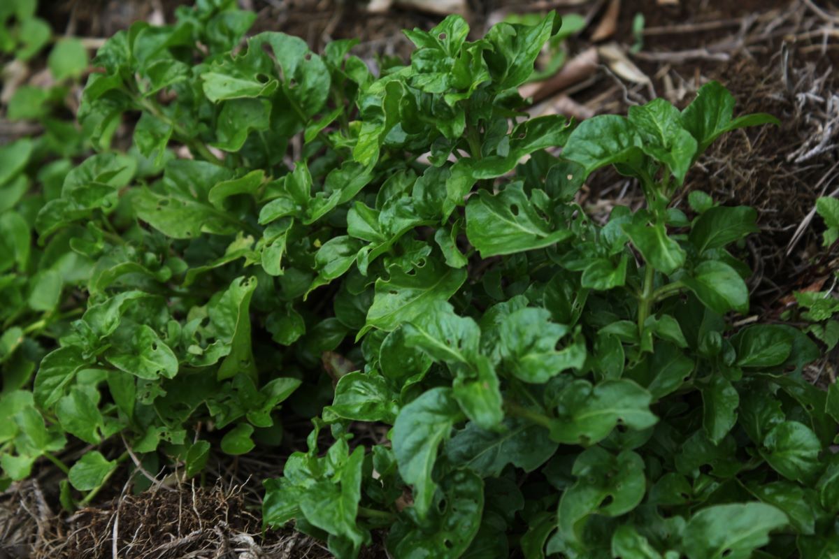 how to grow tropical spinach