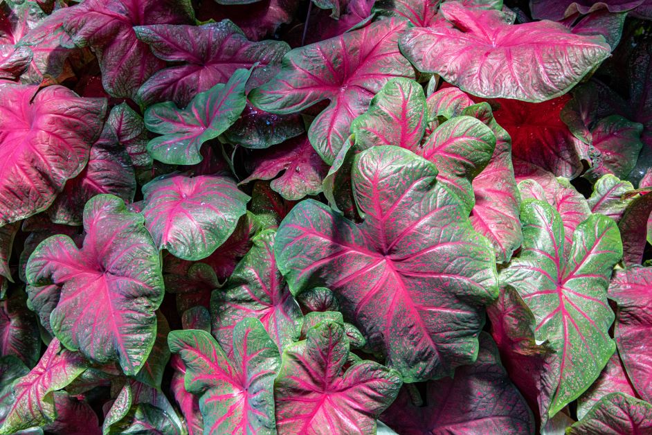 is caladium poisonous for dogs