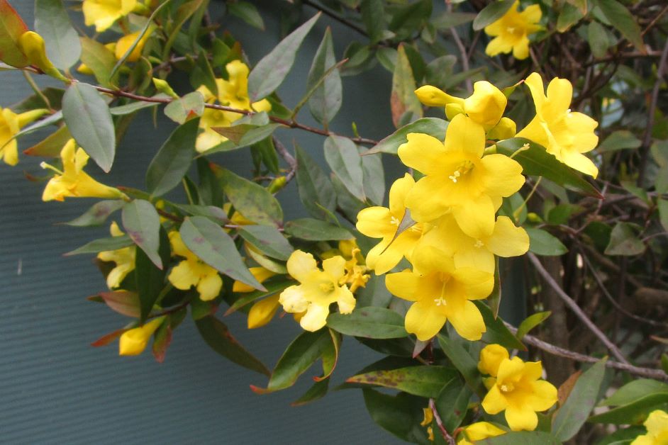 is carolina jessamine poisonous to dogs