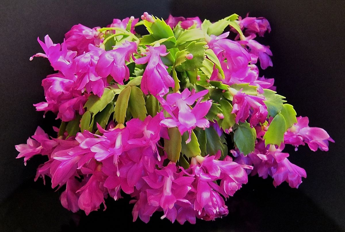 christmas cactus blooms