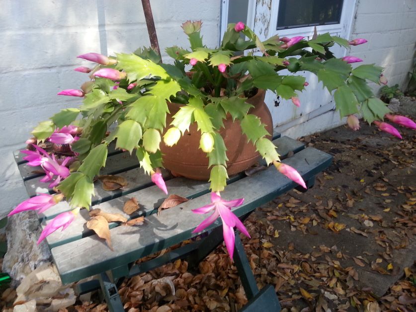 how to get your christmas cactus to bloom