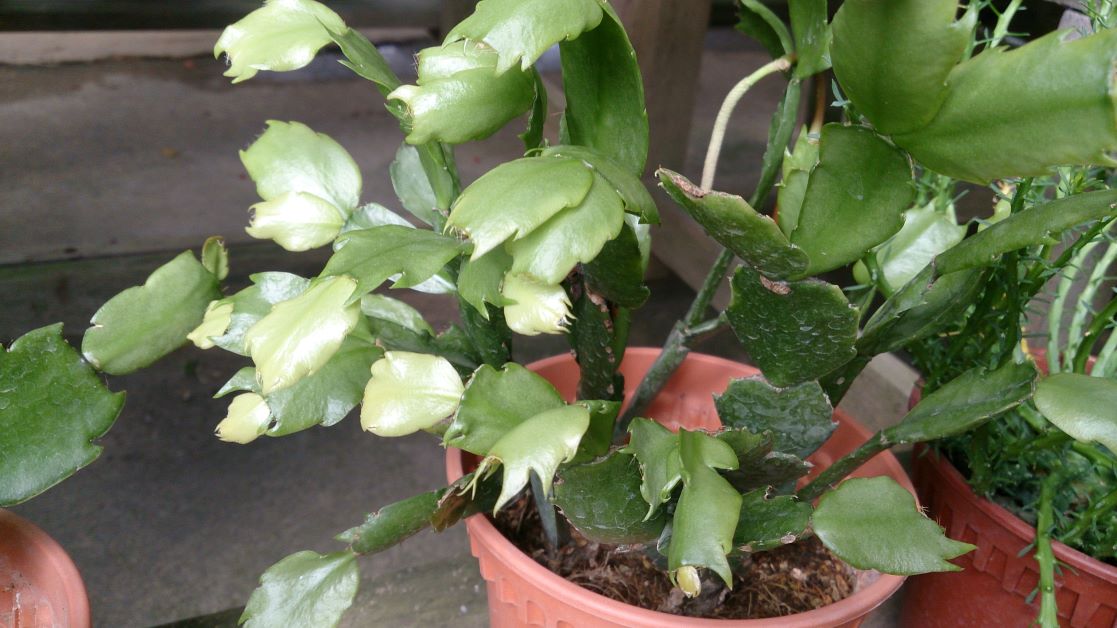 christmas cactus no blooms