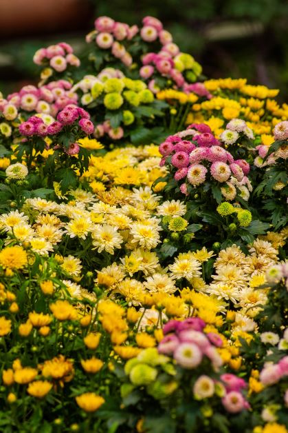 is chrysanthemum poisonous to dogs