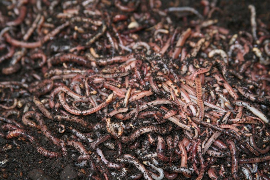 compost worms