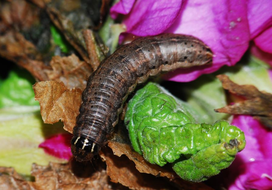 cutworms in garden