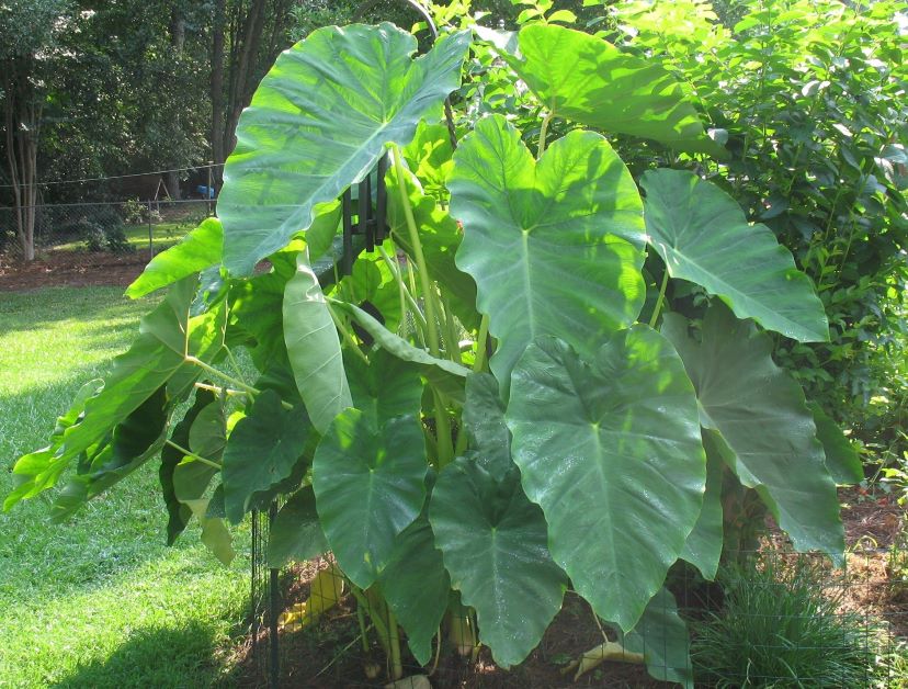 is elephant ear poisonous for dogs