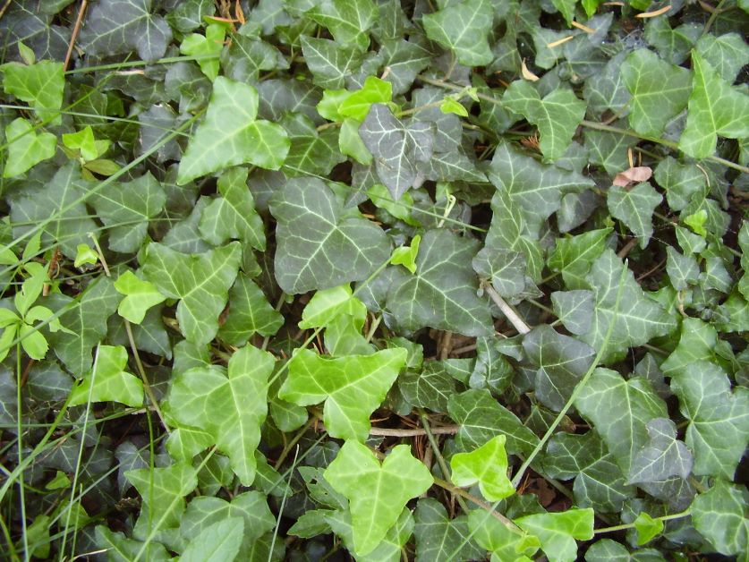 is english ivy poisonous to dogs