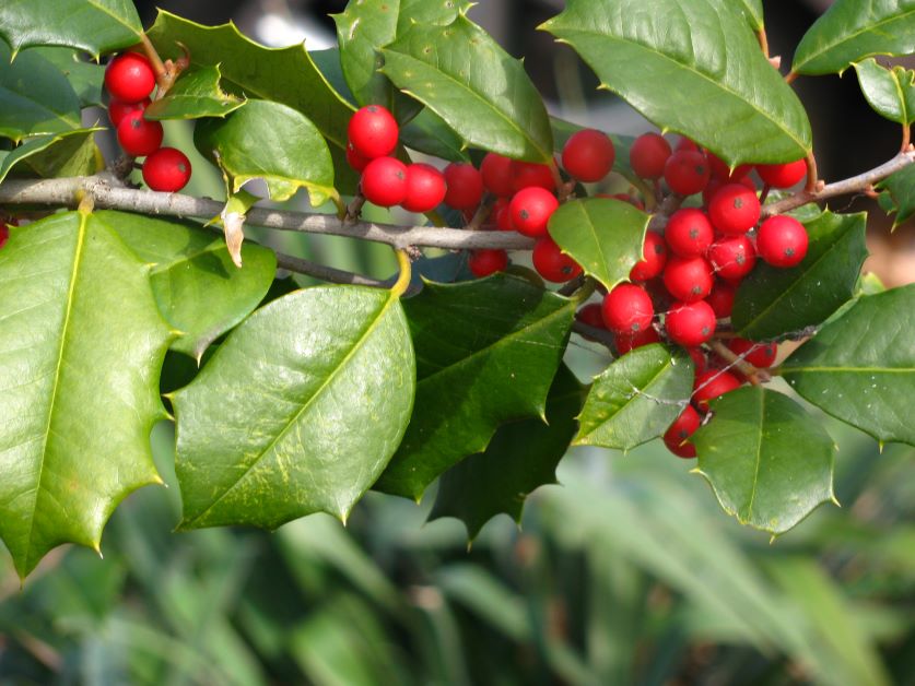 is holly poisonous for dogs