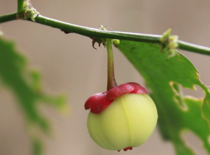 can you eat katuk berries