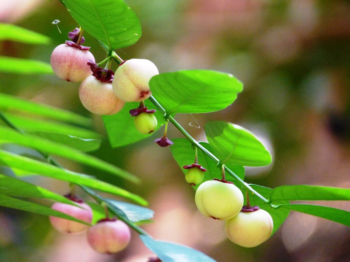 katuk berries