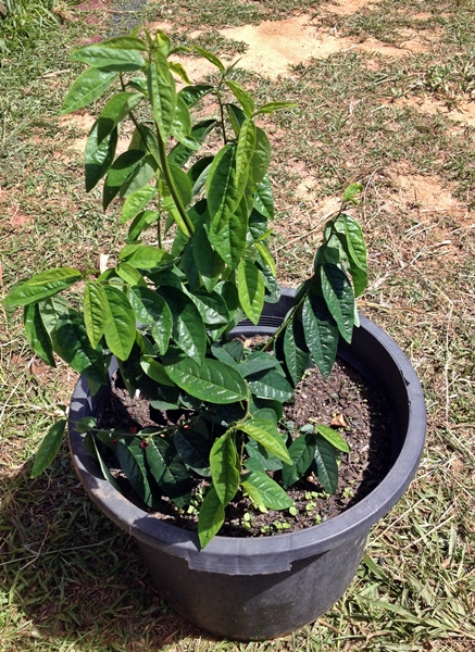 katuk in container