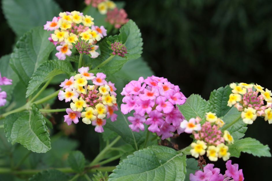 is lantana poisonous to dogs