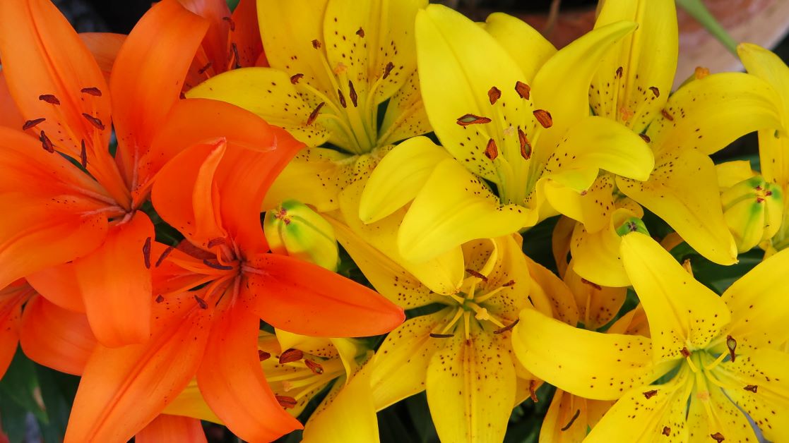 are lilies poisonous to dogs