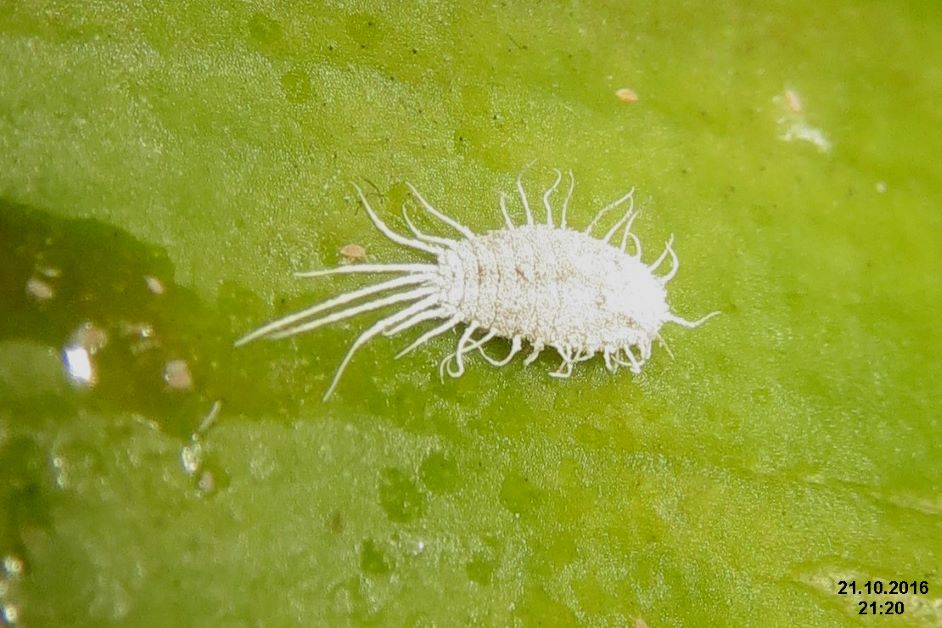 what does a mealy bug look like