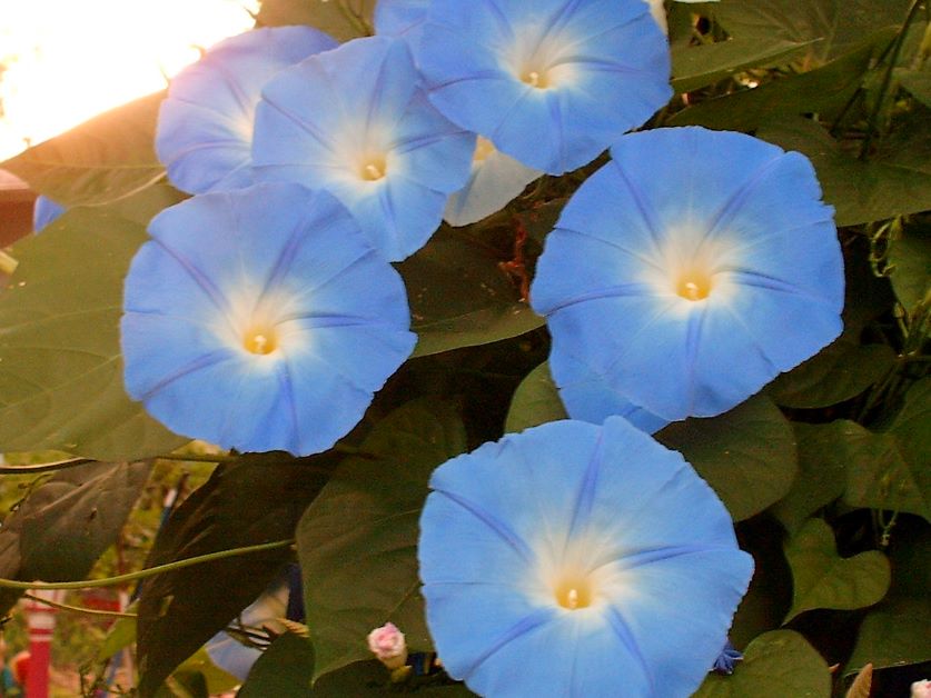 are morning glories poisonous to dogs