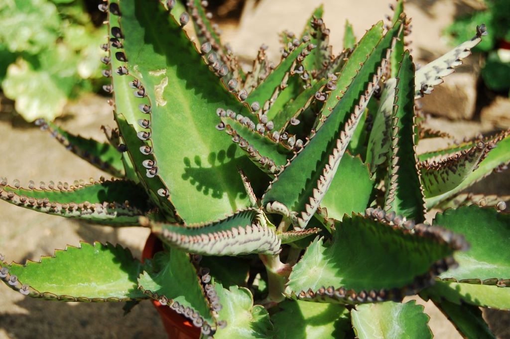 mother of many thousands care