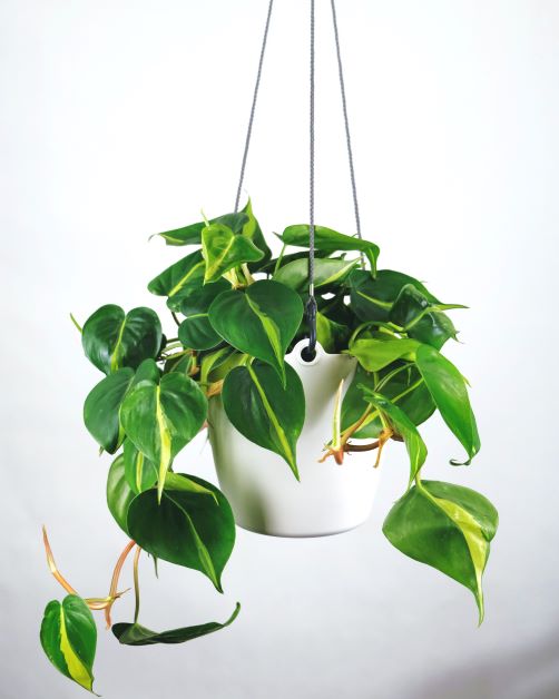 is philodendron poisonous for dogs