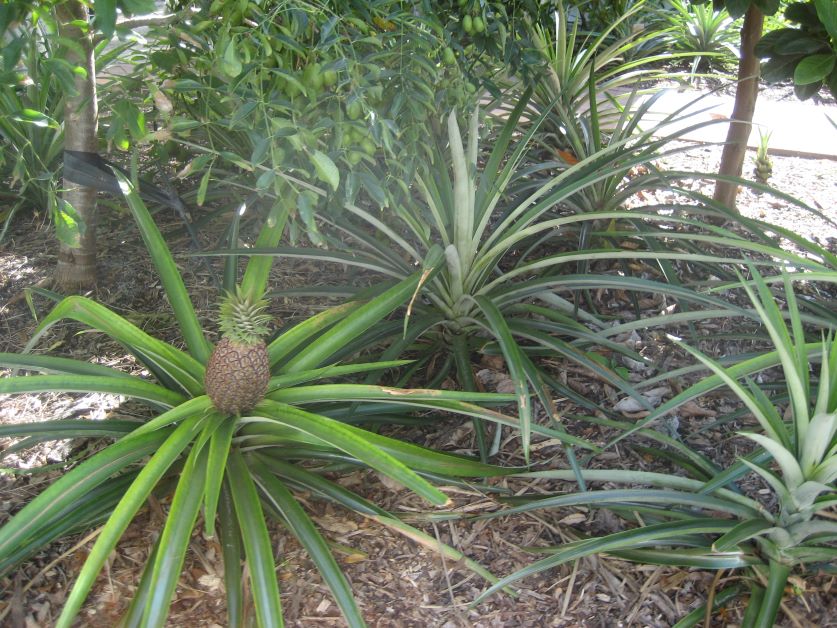 pineapples growing in the ground