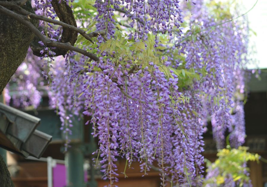 is wisteria poisonous for dogs