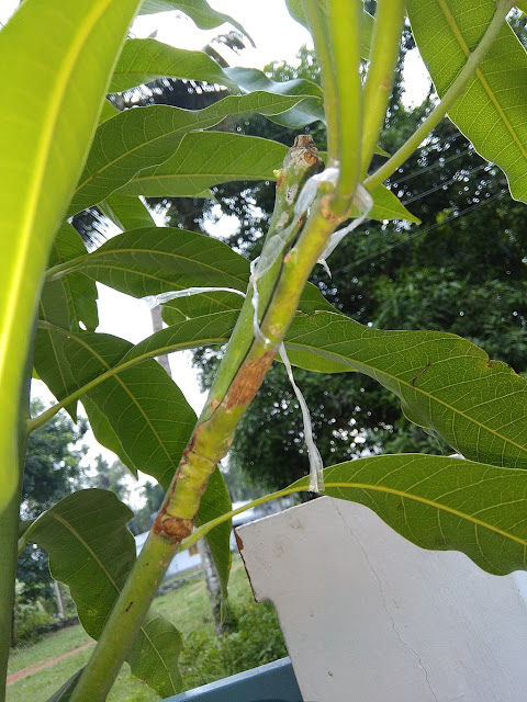 grafted mango after three weeks