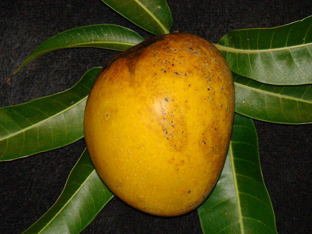 ripe mango on tree