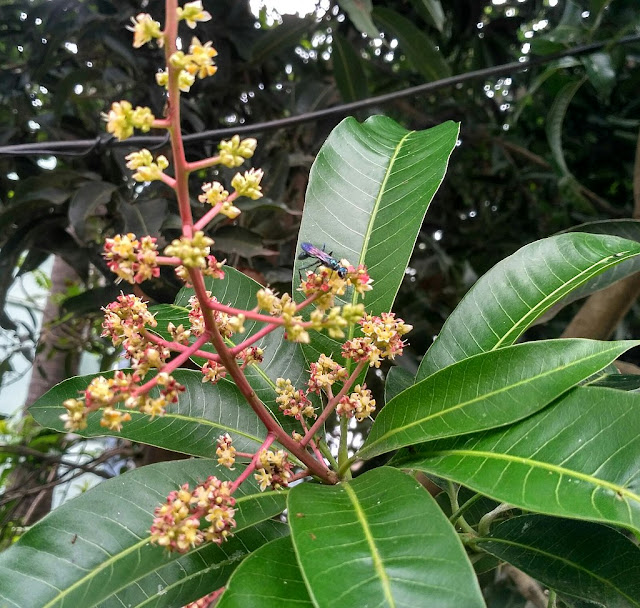 flowering mango