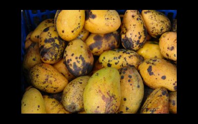 anthracnose on mangos