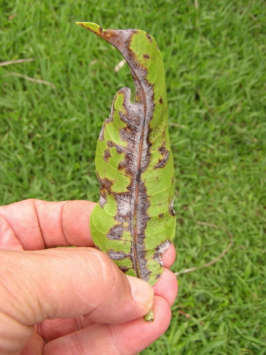 powdery mildew on mango leaf