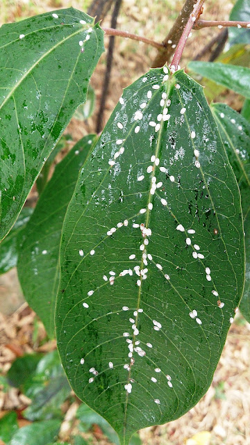 scale insects on mango leaf