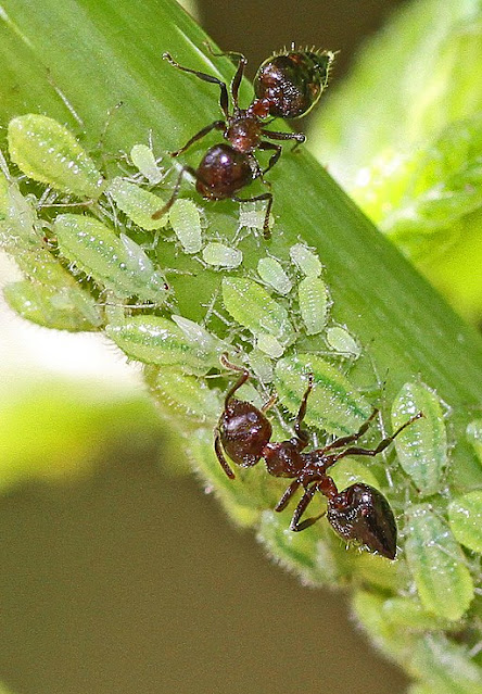 ants tending aphids