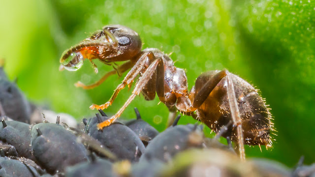 ant with honeydew