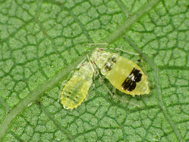 two green peach aphids