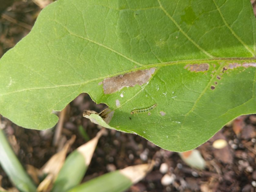 caterpillar in leaf